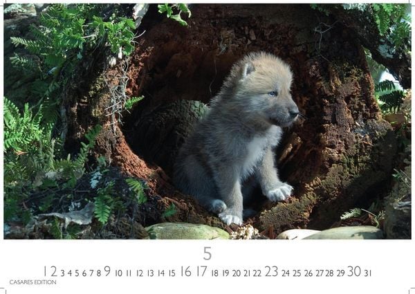 Produktbild: W&ouml;lfe Kalender 2027 &ndash; Wandkalender | Fotokalender Tierkalender 24x35cm - . mit faszinierenden Wolf-Motiven,