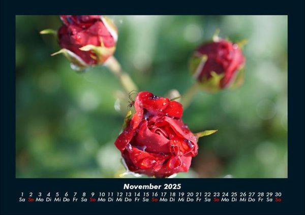 Produktbild: Rosen-Kalender 2025 Fotokalender DIN A4