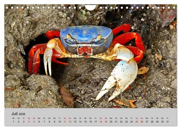 Produktbild: COSTA RICA - Tierische Momente (Wandkalender 2026 DIN A4 quer), CALVENDO Monatskalender