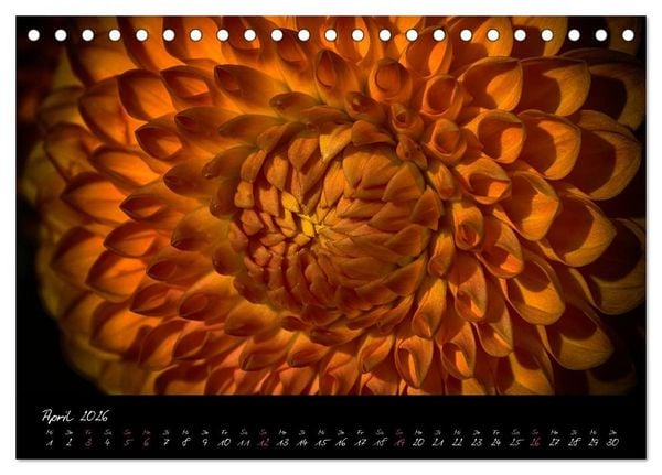 Produktbild: Serenade - Visuelle Musik der Blumen (Tischkalender 2026 DIN A5 quer), CALVENDO Monatskalender
