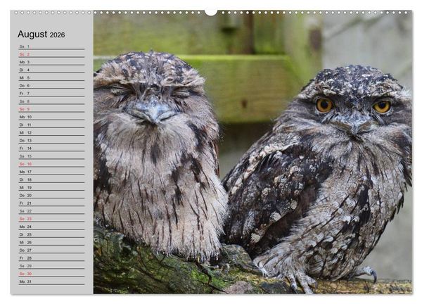 Produktbild: Eulen. Gefiederte Weisheit (Wandkalender 2026 DIN A2 quer), CALVENDO Monatskalender
