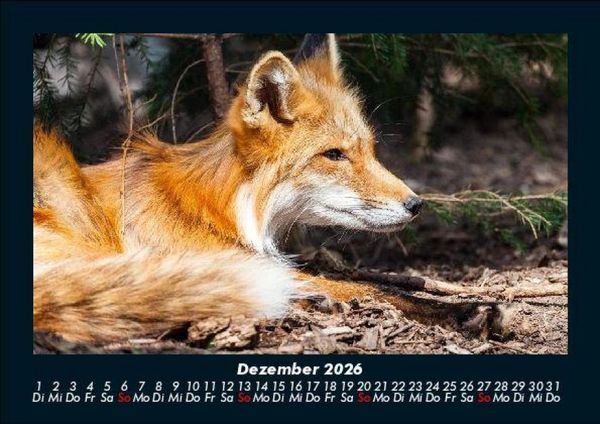 Produktbild: Der Tierkalender 2026 Fotokalender DIN A5