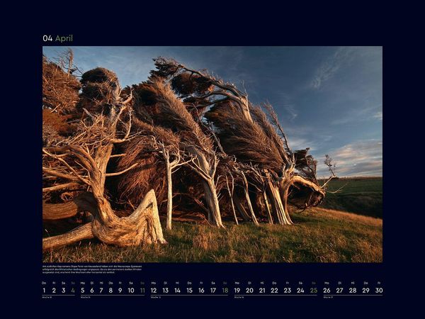 Produktbild: Magische W&auml;lder der Erde - KUNTH Wandkalender 2027