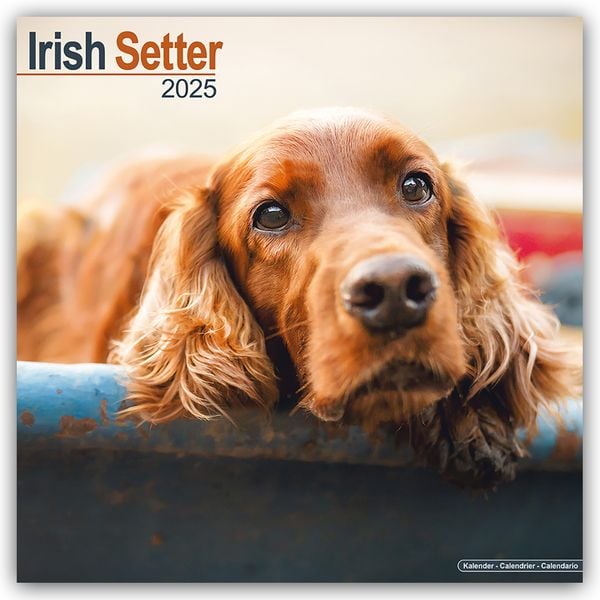 Irish Setter – Irish Setter 2025 – 16-Monatskalender