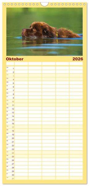 Produktbild: Familienplaner 2026 - Neufundl&auml;nder - Ein b&auml;renstarker Freund mit 5 Spalten (Wandkalender, 21 x 45 cm) CALVENDO