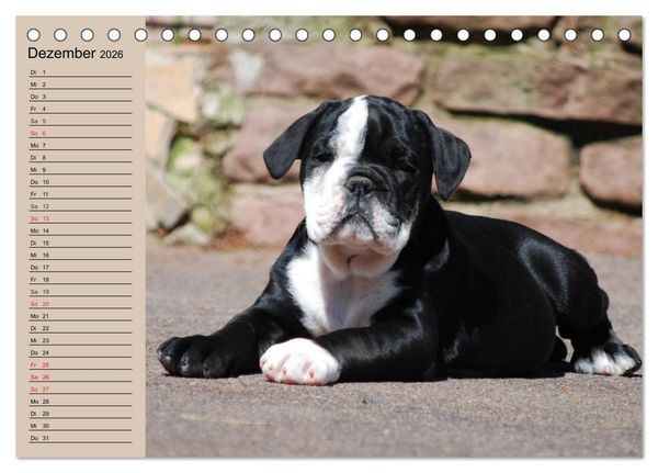 Produktbild: Bulldoggen-Kinder (Tischkalender 2026 DIN A5 quer), CALVENDO Monatskalender