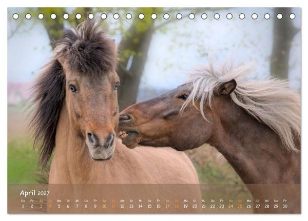 Produktbild: Verspielte Islandpferde Kopf an Kopf (Tischkalender 2027 DIN A5 quer), CALVENDO Monatskalender