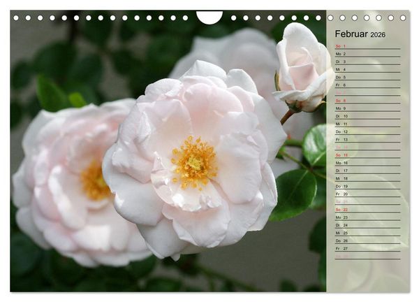 Produktbild: Rosensommer (Wandkalender 2026 DIN A4 quer), CALVENDO Monatskalender