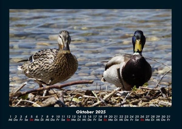 Produktbild: Enten 2025 Fotokalender DIN A4