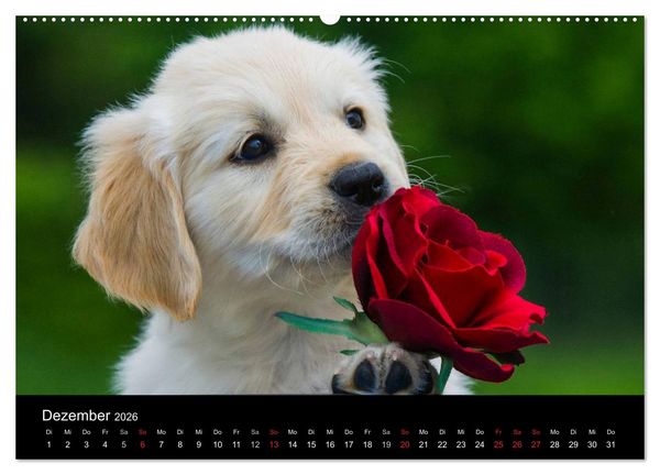 Produktbild: Golden Retriever - Ein Herz auf 4 Pfoten (hochwertiger Premium Wandkalender 2026 DIN A2 quer), Kunstdruck in Hochglanz