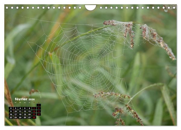 Produktbild: Araign&eacute;es et insectes (Calendrier mural 2026 DIN A4 vertical), CALVENDO calendrier mensuel