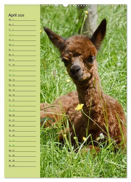Produktbild: Alpakas zum Knuddeln gerne (Wandkalender 2026 DIN A2 hoch), CALVENDO Monatskalender