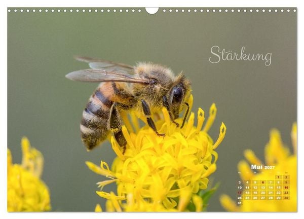 Produktbild: Bl&uuml;ten,Fl&uuml;gel und Gedanken &ndash; Ein Jahr in Bildern und Worten (Wandkalender 2027 DIN A3 quer), CALVENDO Monatskalender