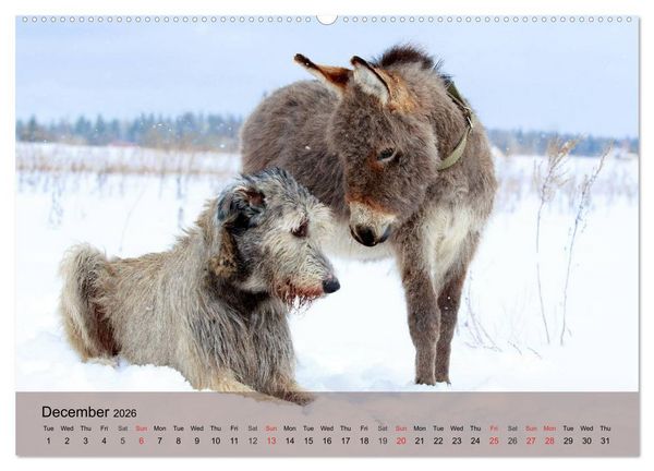 Produktbild: Little Donkey with Friends (High Quality Premium Wall Calendar 2026 DIN A2 landscape),CALVENDO 12 Month Wall Calendar