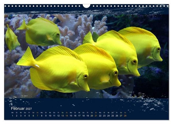 Produktbild: Korallenfische im Lichtschimmer des Meeres (Wandkalender 2027 DIN A3 quer), CALVENDO Monatskalender