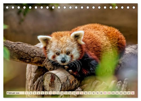 Produktbild: Kleiner Panda (Tischkalender 2026 DIN A5 quer), CALVENDO Monatskalender