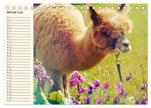 Produktbild: Alpakas im Blumenzauber (Tischkalender 2026 DIN A5 quer), CALVENDO Monatskalender