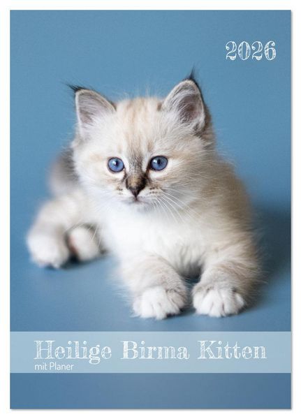 Produktbild: Heilige Birma Kitten Kalender mit Planer (Tischkalender 2026 DIN A5 hoch), CALVENDO Monatskalender