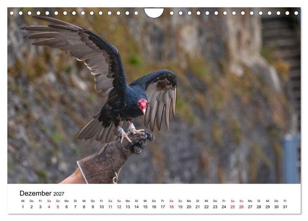Produktbild: Greifv&ouml;gel in Aktion - Dynamische Flugbilder und Portr&auml;ts (Wandkalender 2027 DIN A4 quer), CALVENDO Monatskalender