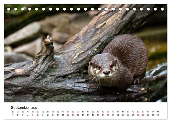 Produktbild: Otter - J&auml;ger an Fl&uuml;ssen und Seen (Tischkalender 2026 DIN A5 quer), CALVENDO Monatskalender