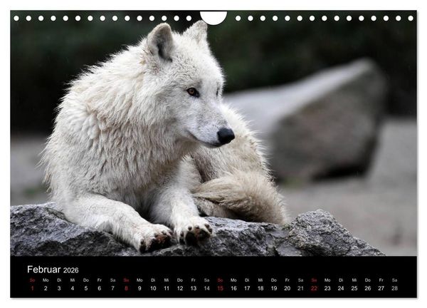 Produktbild: Tiere unserer Erde (Wandkalender 2026 DIN A4 quer), CALVENDO Monatskalender