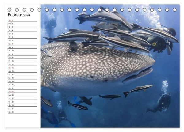 Produktbild: Tauchen - Abenteuer in Neptuns Wunderwelt (Tischkalender 2026 DIN A5 quer), CALVENDO Monatskalender