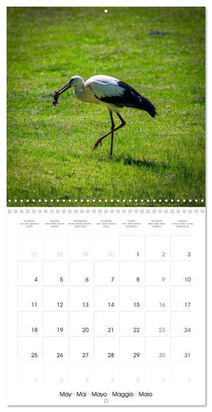 Produktbild: Whispers of Wings (Wall Calendar 2026 12 &times; 12 Inch) CALVENDO 12 Month Wall Calendar