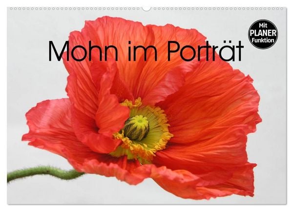Produktbild: Mohn im Portr&auml;t (Wandkalender 2026 DIN A2 quer), CALVENDO Monatskalender