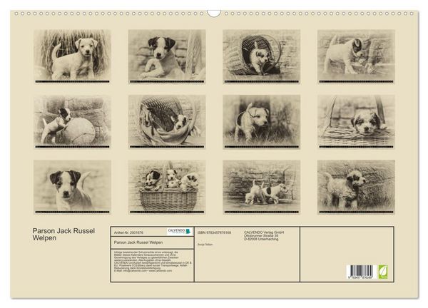 Produktbild: Parson Jack Russel Welpen (Wandkalender 2026 DIN A2 quer), CALVENDO Monatskalender