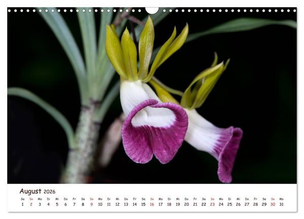 Produktbild: Orchideenzauber (Wandkalender 2026 DIN A3 quer), CALVENDO Monatskalender