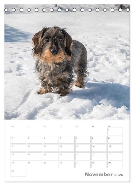 Produktbild: Dackelportraits (Tischkalender 2026 DIN A5 hoch), CALVENDO Monatskalender