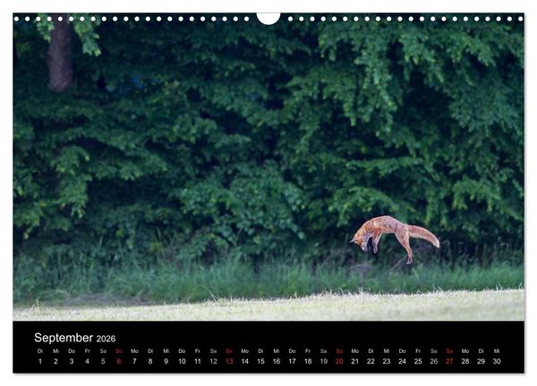 Produktbild: F&uuml;chse in freier Natur (Wandkalender 2026 DIN A3 quer), CALVENDO Monatskalender