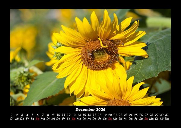 Produktbild: Bien 2026 Fotokalender DIN A3
