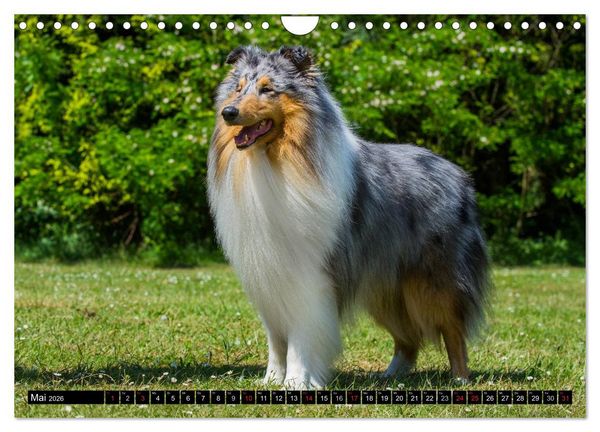 Produktbild: Collie - Mein bester Freund (Wandkalender 2026 DIN A4 quer), CALVENDO Monatskalender