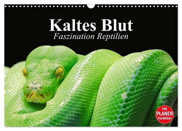 Produktbild: Kaltes Blut. Faszination Reptilien (Wandkalender 2026 DIN A3 quer), CALVENDO Monatskalender
