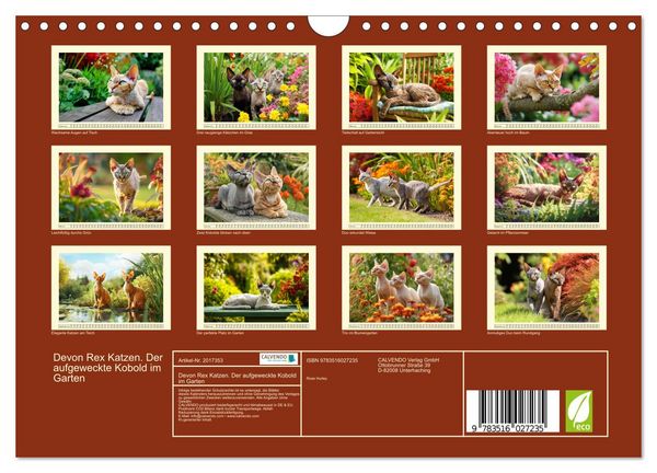 Produktbild: Devon Rex Katzen. Der aufgeweckte Kobold im Garten (Wandkalender 2026 DIN A4 quer), CALVENDO Monatskalender