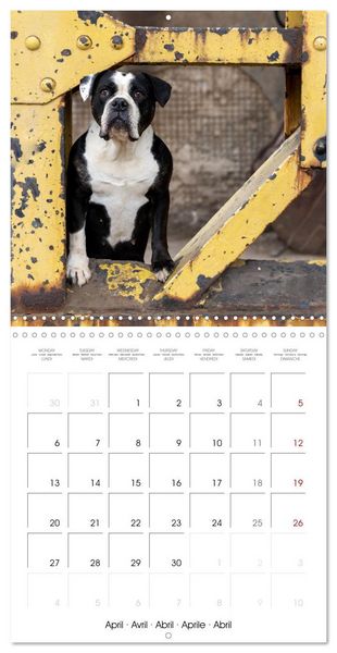 Produktbild: City dogs in the landscape park (Wall Calendar 2026 12 &times; 12 Inch) CALVENDO 12 Month Wall Calendar