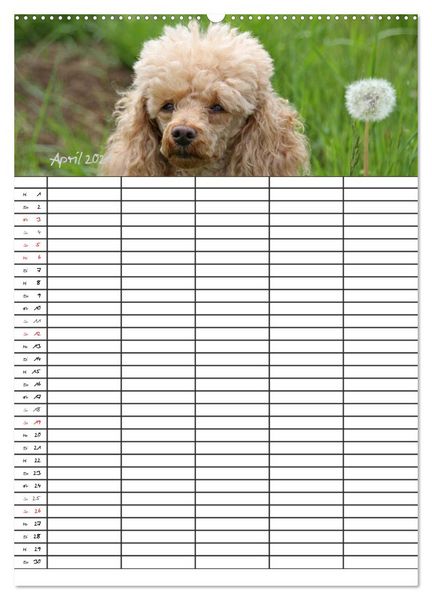 Produktbild: Der Pudel-Familienplaner (Wandkalender 2026 DIN A2 hoch), CALVENDO Monatskalender