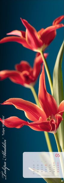Produktbild: Magic Flowers Vertical Kalender 2027