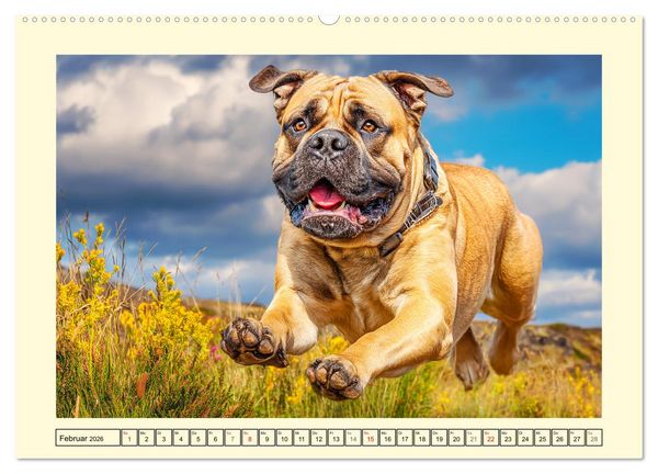 Produktbild: Bullmastiff im Portr&auml;t. Kraftvolle Hunde mit sanftem Wesen (Wandkalender 2026 DIN A2 quer), CALVENDO Monatskalender