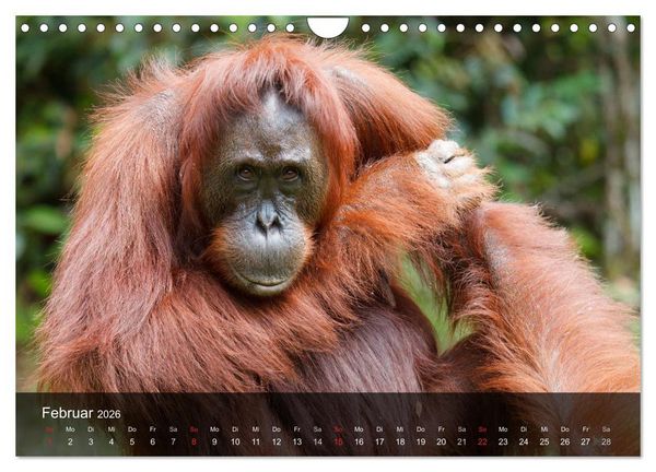 Produktbild: Menschenaffen. Gorillas, Schimpansen, Orang-Utans (Wandkalender 2026 DIN A4 quer), CALVENDO Monatskalender