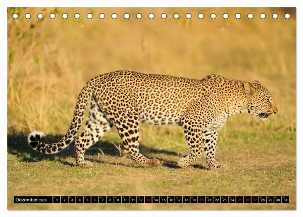 Produktbild: Faszination Afrika: Der Leopard (Tischkalender 2026 DIN A5 quer), CALVENDO Monatskalender