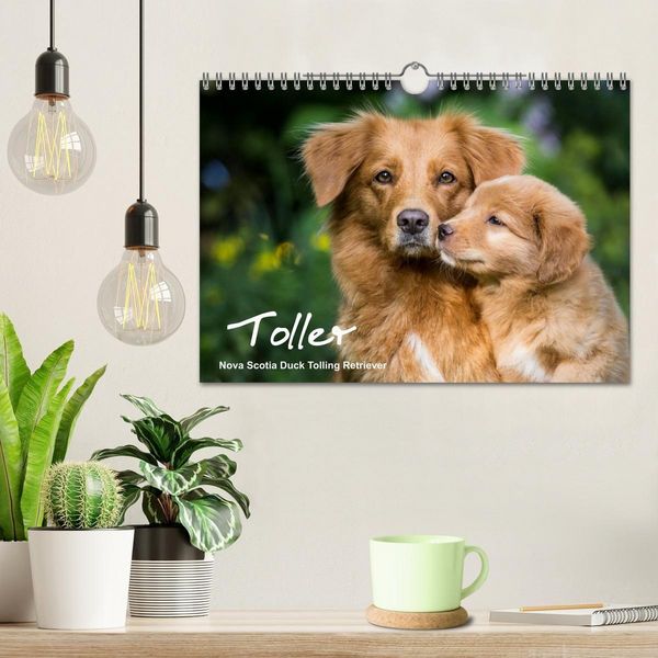 Produktbild: Toller - Nova Scotia Duck Tolling Retriever (Wandkalender 2027 DIN A4 quer), CALVENDO Monatskalender