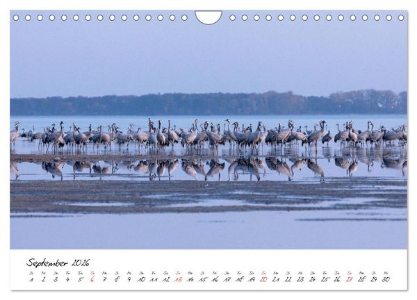 Produktbild: Kraniche am Schlafplatz - im Naturparadies der Mecklenburgischen Seenplatte (Wandkalender 2026 DIN A4 quer), CALVENDO Monatskalender