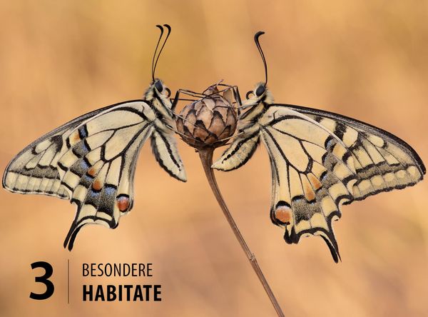 Produktbild: Schmetterlinge - so gelingen faszinierende Fotos
