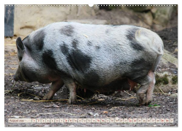Produktbild: Tierische Schweinerei (hochwertiger Premium Wandkalender 2026 DIN A2 quer), Kunstdruck in Hochglanz