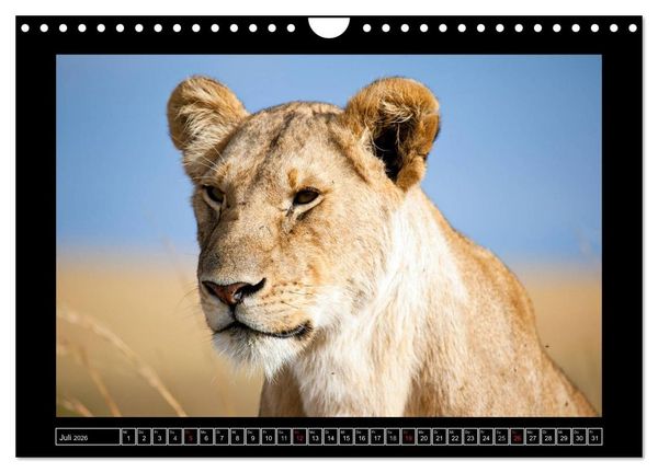 Produktbild: Afrikas Katzen (Wandkalender 2026 DIN A4 quer), CALVENDO Monatskalender