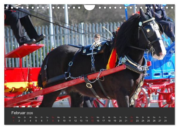Produktbild: Shire Horse &bull; Prunkvolle Giganten (Wandkalender 2026 DIN A4 quer), CALVENDO Monatskalender