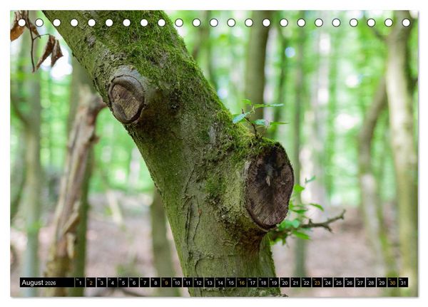 Produktbild: Magische Waldwesen (Tischkalender 2026 DIN A5 quer), CALVENDO Monatskalender