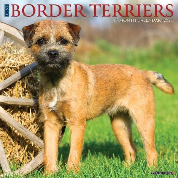 Just Border Terriers 2024 12 X 12 Wall Calendar Tierkalender   Just Border Terriers 2024 12 X 12 Wall Calendar 